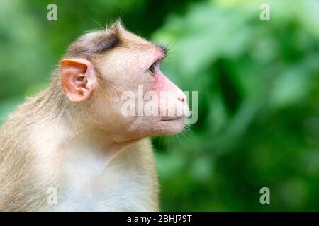 Singes aux grottes de Kanheri à Mumbai, Inde Banque D'Images