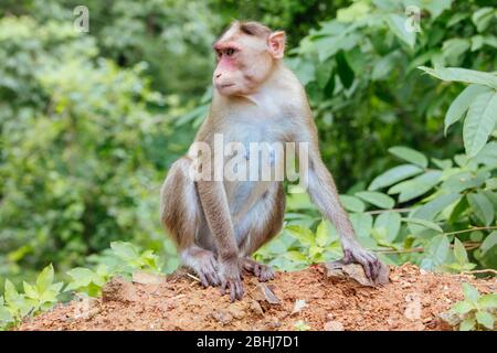 Singes aux grottes de Kanheri à Mumbai, Inde Banque D'Images