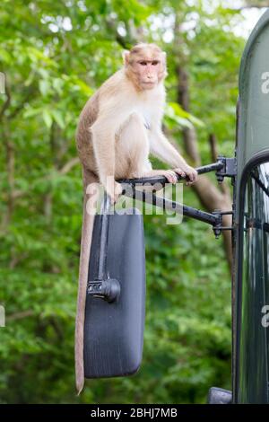 Singes aux grottes de Kanheri à Mumbai, Inde Banque D'Images