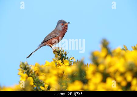 Un homme adulte de Dartford Paruline (Sylvia undata) dans une chanson sur un buisson de gorge en Angleterre au printemps Banque D'Images