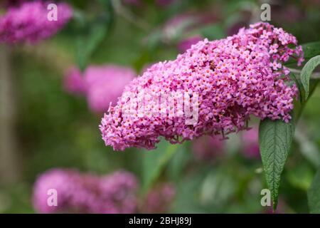 Bouddleia x pikei 'Rose Delight' fleurs. Banque D'Images