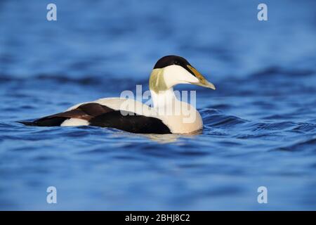 Un plumage adulte de drake Common Eider (Somateria mollissima) au printemps sur l'estuaire de l'Ythan, Aberdeenshire, Écosse Banque D'Images