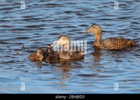 Une famille/une crèche de l'Eider à duvet (Somateria mollissima) - femelle avec des canetings - à Shetland, Royaume-Uni Banque D'Images