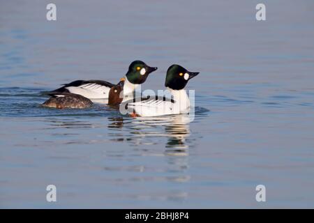 Deux plumage de reproduction drake Common Goldeneyes (Bucephala clangula) s'affichant à une seule femelle à la fin de l'hiver/au début du printemps dans Essex, au Royaume-Uni Banque D'Images