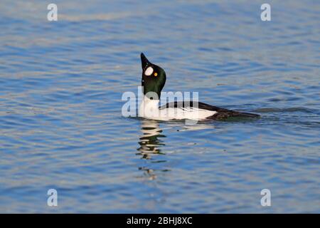 Un plumage de reproduction drake Common Goldeneye (Bucephala clangula) qui s'affiche à la fin de l'hiver/au début du printemps dans Essex, au Royaume-Uni Banque D'Images