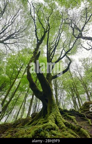 Un arbre de hêtre des racines à la voûte au printemps Banque D'Images