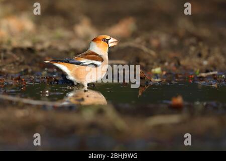 Un homme adulte Hawfinch (Coccothrautes coccothrautes) En hiver/en cas de plumage non reproductrice dans une piscine au Royaume-Uni Banque D'Images