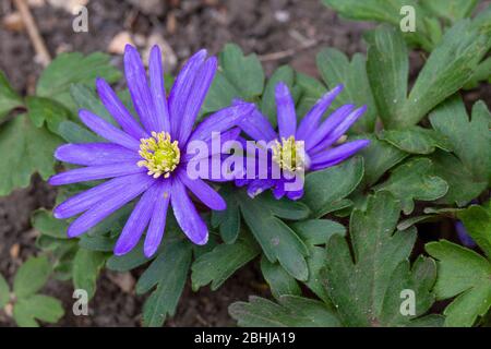 Capitules violet Banque D'Images