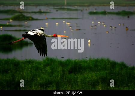 La cigoterie peinte (Mycteria leucocephala) volante au-dessus du marais un oiseau de porc peint prit de l'eau. Banque D'Images