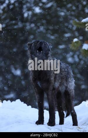 Loup gris noir Canis Lupis à Yellowstone en hiver Banque D'Images