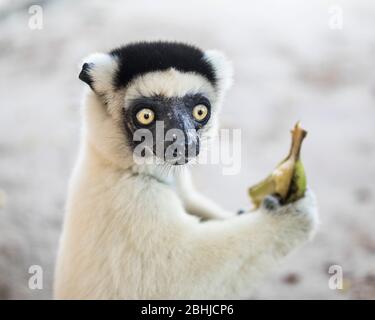 Sifaka Lemur mangeant une banane. Andasibe, Madagascar. Banque D'Images