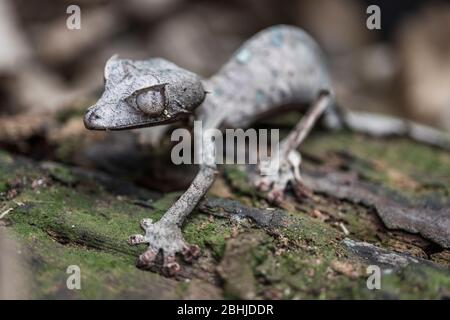 Gecko à queue de feuille satanique (Uroplatus phantasticus). Loke be, Madagascar. Banque D'Images