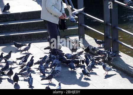 Hambourg, Allemagne. 24 avril 2020. Un homme se nourrit de pigeons à l'Alster sur la Jungfernstieg. Crédit: Bodo Marks/dpa/Alay Live News Banque D'Images