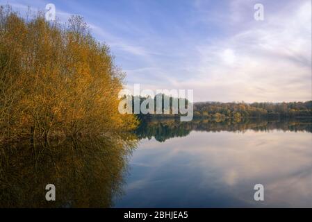 La lumière horizontale de la fin de l'après-midi gaie des arbres dorés d'automne sur le rivage d'un lac Banque D'Images