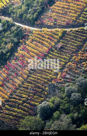 Vignoble coloré sur une pente avec un petit entrepôt et un chemin agricole dans la Ribeira Sacra de sobre Lugo Banque D'Images