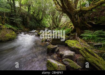 Rochers de Mossy et Old Hollow Tree Oaks à côté d'une rivière dans la chaîne de montagnes de Courel Geopark Banque D'Images