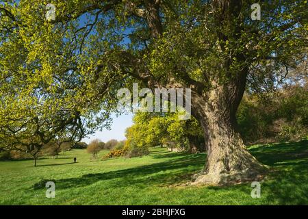 Grand arbre en chêne flanqué d'autres arbustes et arbres dans les pâturages verts dans le parcours de golf au printemps à Westwood, Beverley, Yorkshire, Royaume-Uni. Banque D'Images