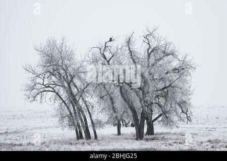 Aigle bald assis dans un arbre lors d'une journée hivernale enneigée et sombre sur les grandes plaines du Colorado Banque D'Images