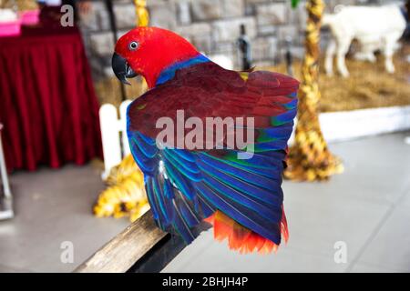 Adorable pose de perroquet rouge bleu de la Scarlet Macaw. Banque D'Images