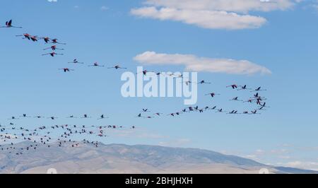 Beaucoup de flamants volent dans la forme v sur fond bleu ciel. Groupe de flamants roses survolant le lac Eber, Turquie Banque D'Images