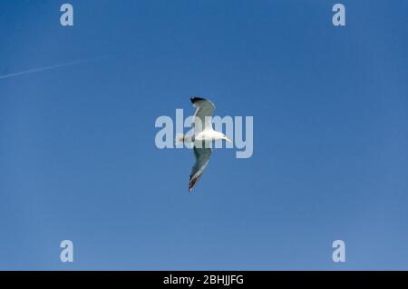 Vue sur un mouette en vol contre le ciel bleu clair Banque D'Images