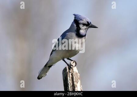 Blue Jay ferme Banque D'Images