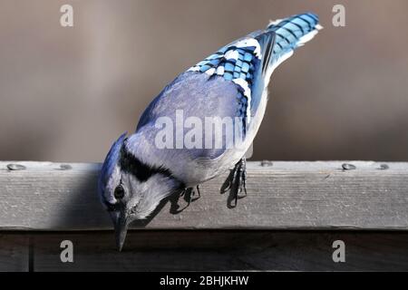 Blue Jay ferme Banque D'Images