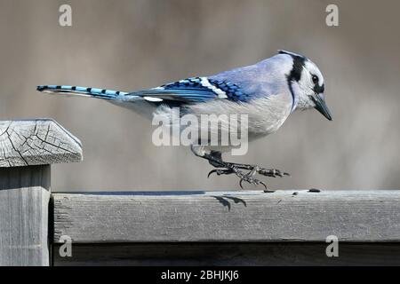 Blue Jay ferme Banque D'Images