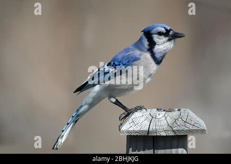 Blue Jay ferme Banque D'Images