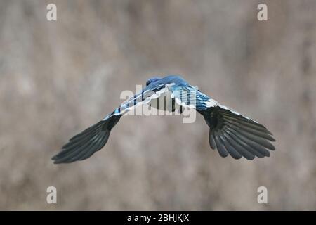 Blue Jay ferme Banque D'Images