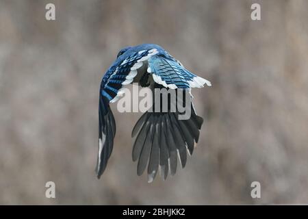 Blue Jay ferme Banque D'Images