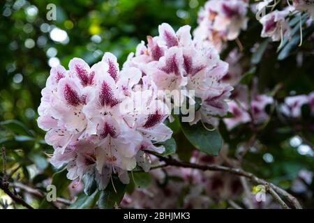Gros plan sur les fleurs roses de rhododendron Banque D'Images