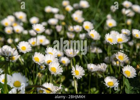 Les marguerites blanches dans l'herbe au printemps Banque D'Images