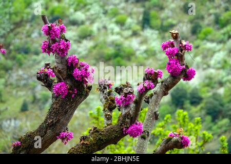 Fleurs violettes sur le tronc de l'arbre Judas, Ariège, Sud de la France, France, Pyrénées françaises, Pyrénées Banque D'Images