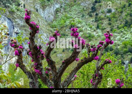Fleurs violettes sur le tronc de l'arbre Judas, Ariège, Sud de la France, France, Pyrénées françaises, Pyrénées Banque D'Images