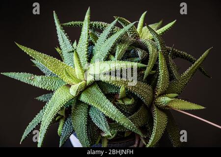 Gros plan à faible clé sur haworthia attenuata plante succulente formant des rosettes vertes attrayantes. Superbe maison sur fond sombre. Banque D'Images