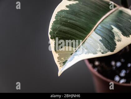 Gros plan sur le feuillage variégé de ficus elastica var. Maison de 'Tineke' sur fond gris foncé. Détail de la maison tendance contre fond sombre Banque D'Images