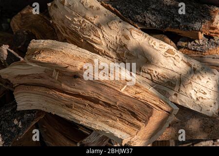 Bois de chauffage empilé dans la pile de bois. Textures de bois rugueuses avec structure fibreuse et marques faites par des insectes nuisibles. Fond de bois dur brun avec espace de copie Banque D'Images