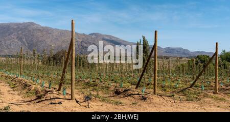 Ceres, Swartland, Afrique du Sud. 2019. Zone de production de fruits et de blé du Swartland près de Ceres. Banque D'Images