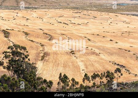 Ceres, Swartland, Afrique du Sud. 2019. Zone de production de blé du Swartland près de Ceres. Vue depuis la montagne. Banque D'Images