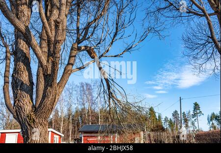 Vue sur le saule avec branche cassée - peut-être de la neige lourde/glace en hiver ou vent d'ouragan en été. La branche très épaisse a été divisée, forme comme Banque D'Images