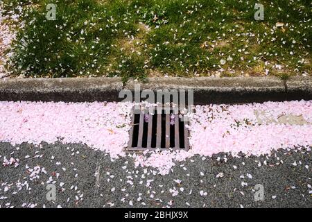 Les pétales de fleurs roses tombés des arbres bordent la gouttière un drain sur le bord de la route dans le ROYAUME-UNI Banque D'Images