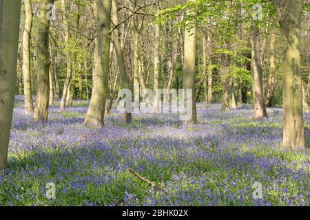 Bluebells dans le bois du chalet, forêt Epping, Wanstead, Londres Banque D'Images