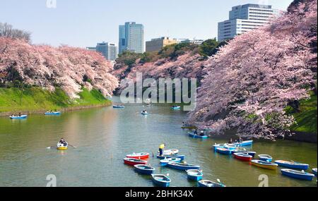 TOKYO JAPON - 30 MARS 2015 : Chidorigaluchi est une maloise située au nord-ouest du Palais impérial, avec des fleurs reflétées dans l'eau de la mao Banque D'Images