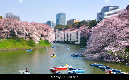 TOKYO JAPON - 30 MARS 2015 : Chidorigaluchi est une maloise située au nord-ouest du Palais impérial, avec des fleurs reflétées dans l'eau de la mao Banque D'Images