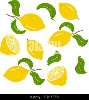 Ensemble vectoriel de agrumes, citrons entiers, moitiés et feuilles sur fond blanc. Pour la conception de papier peint, étuis pour téléphones, imprimés pour oreillers Illustration de Vecteur