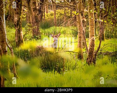 Cerf de Virginie dans les bois, Cornwall, Royaume-Uni Banque D'Images