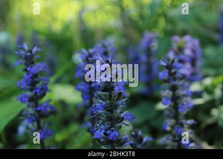 Fleur violette de prairie en bois autrichien Banque D'Images