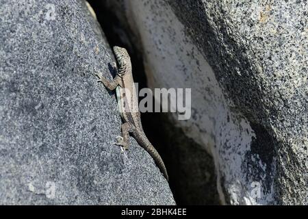 Atacamen Pacific iguana (Microlophus atacamensis) se baise au soleil sur un rocher, région de Tarapaca, Chili Banque D'Images