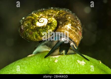 Escargot d'eau de Baikal (Megalovalvata baicalensis) sur une éponge de Baikal (Lubomirskia baicalensis), lac Baikal, Sibérie, Russie Banque D'Images